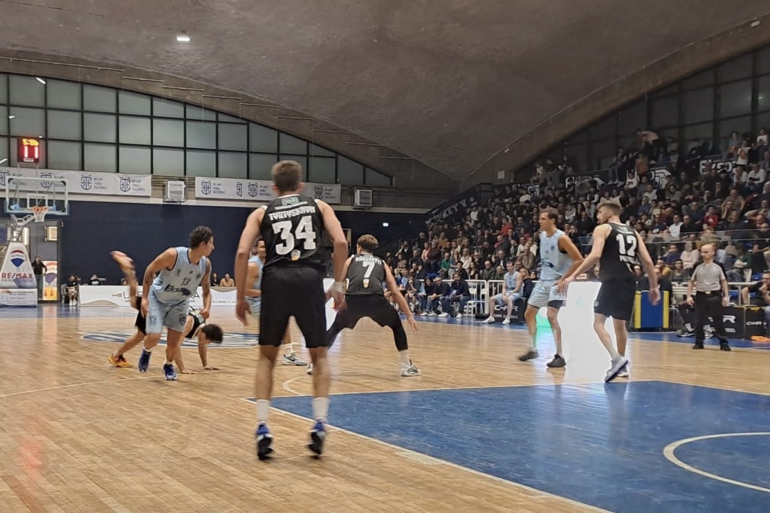 Virtus_Viola 2